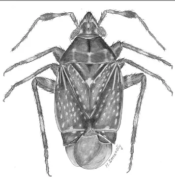 Fig. 1. Stysiofulvius hulinkai gen. nov. and sp. nov. Male (holotype), dorsal habitus.
