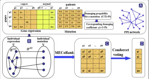 Fig. 1 A schematic of MECoRank framework. a The data we used including gene expression of cancer and normal patients, somatic SNVs and PPInetwork