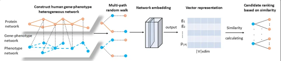 Fig. 1 The flow of Multipath2vec. First, we construct the human gene-phenotype heterogeneous network