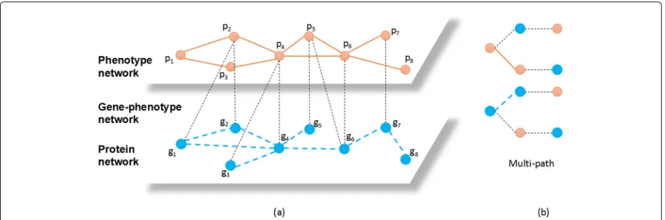 Fig. 2 a is an example of GP−network. Each light orange node represents a phenotype and each blue node represents a protein