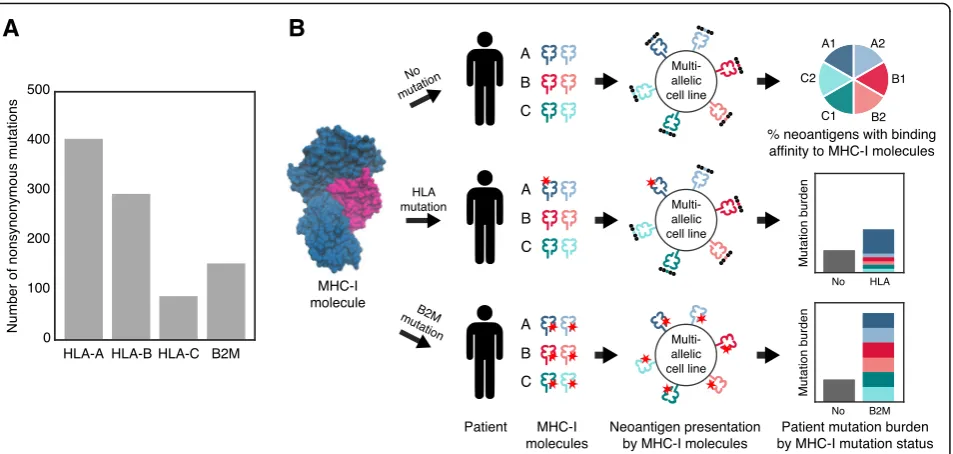 Fig. 1 Somatic mutations affecting components of the MHC-I molecule. a The total number of nonsynonymous mutations targeting the genesencoding the components of the MHC-I complex, B2M and HLA-A, HLA-B or HLA-C proteins, across all TCGA patients