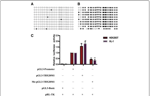 Fig. 3 The impact of TBX20_ M1 region methylation on gene transcription activity. a The methylation status of BSP for the pGL3-TBX20_M1region; b The methylation status of BSP for the Me-pGL3-TBX20_M1 region; c The luciferase activity assays for pGL3-Basic,