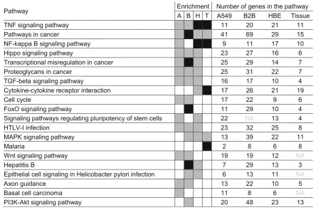 Table 2 Top 20 pathways enriched by budesonide-repressed genes in airway epithelial cell variants and tissue
