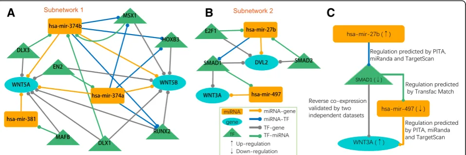 Fig. 6 miRNAs might act as the CL regulators through Wnt pathway. (a) Subnetwork 1. (b) Subnetwork 2
