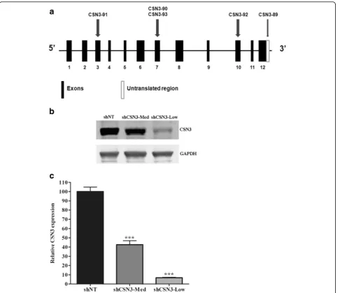 Fig. 1 Down regulation of CSN3 in C2C12 cell lines.blot is shown from samples separated on a single gel.passage C2C12 were infected with lentiviral vectors expressing shCSN3-Med, shCSN3-Low or non-target shRNA (shNT)