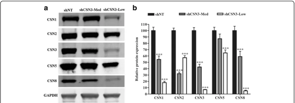 Fig. 2 Knockdown of CSN3 decreases the protein levels of other CSN subunits a Proteins were extracted from proliferating shNT-control, shCSN3-Medor shCSN3-low stable cells lines