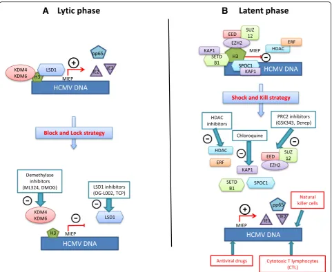 Fig. 2 Schematic representation of the interplay between HCMV and epigenetic players in the context of lytic and latent infection.viral reactivation.considered as latency reversal agents