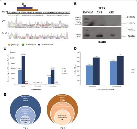 Fig. 1 Methylation and expression profiles of CRISPR-Cas9 TET2-knockout cells. a Sanger sequencing chromatograms depict deletion sites observed inCR1 (green bar; heterozygous knockout) or CR2 (blue bar; functional homozygous knockout) which occur within th