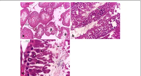 Fig. 2 Testis section of control and ADE treated groups showing (a) normal histological architecture pattern of seminiferous tubules with (b)normal germ cells (#) and interstitial connective tissue (*) (H&E, (a) 100× and (b) 400×)
