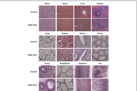 Fig. 1 Histopathological sections of major organs in the 90 day repeated dose toxicity assessment