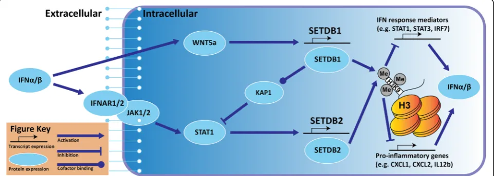 Fig. 3 A hypothetical mechanisms for type I IFN-mediated induction of SETDB1 and SETDB2 by STAT1 and Wnt5a respectively