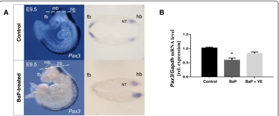 Fig. 5 The Effects of BaP and vitamin E on Pax3 gene expression in mouse embryos. a Whole mount in situ hybridization of Pax3 in E9.5embryos
