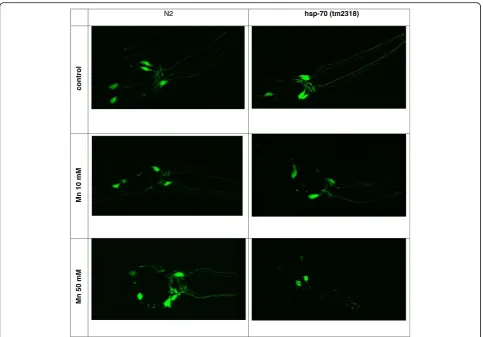 Fig. 4 Mn exposure increases mRNA expression of hsp-70 in C.elegans. Data are expressed as mean values + SEM of at least threeindependent experiments