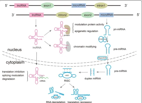 Fig. 1 Biogenesis and functions of miRNAs and lncRNAs. MiRNAs are transcribed into pri-miRNAs by RNA Pol II, which are then processed intopre-miRNAs by Drosha in the nucleus