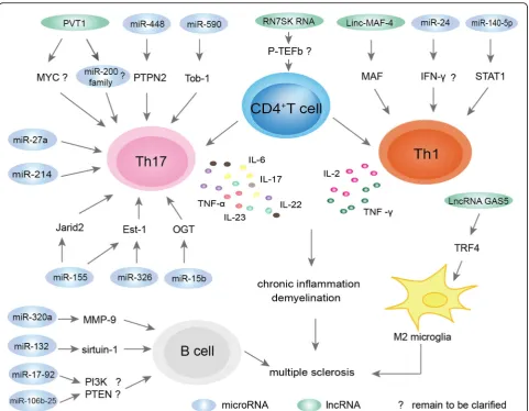 Fig. 2 Mechanisms of ncRNAs in MS. One of the major pathophysiological mechanisms of MS involves autoreactive T cells, primarily Th1 andTh17 cells, leading to cytokine secretion and activation of an inflammatory cascade