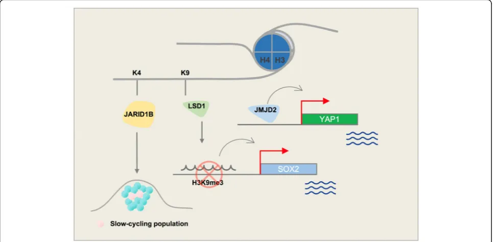 Fig. 3 Schematic figure demonstrating key roles of histone lysine demethylases (H3K4 and H3K9) in melanoma