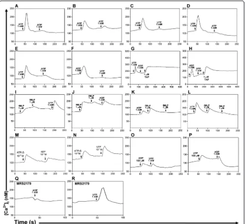 Fig. 3 Cross-desensitization among ATP, ADP and UTP in mice granulocytes. Granulocytes were loaded with the Ca2+ indicator fura-2.a–d Addition of ATP fully inhibited responses to ADP and UTP and vice-versa