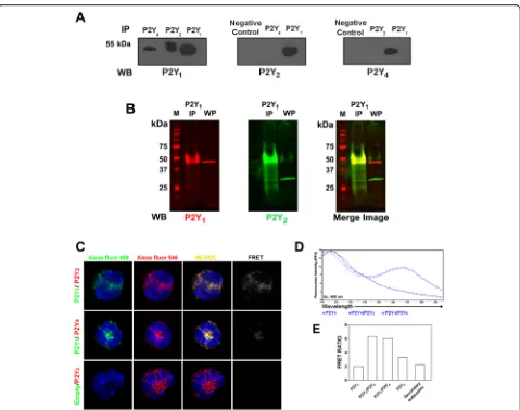 Fig. 4 Heteromeric association among P2Y receptors.asecondary antibody: P2Y a Immunoprecipitation (IP) of cell lysates visualized by western blot (WB) analyses
