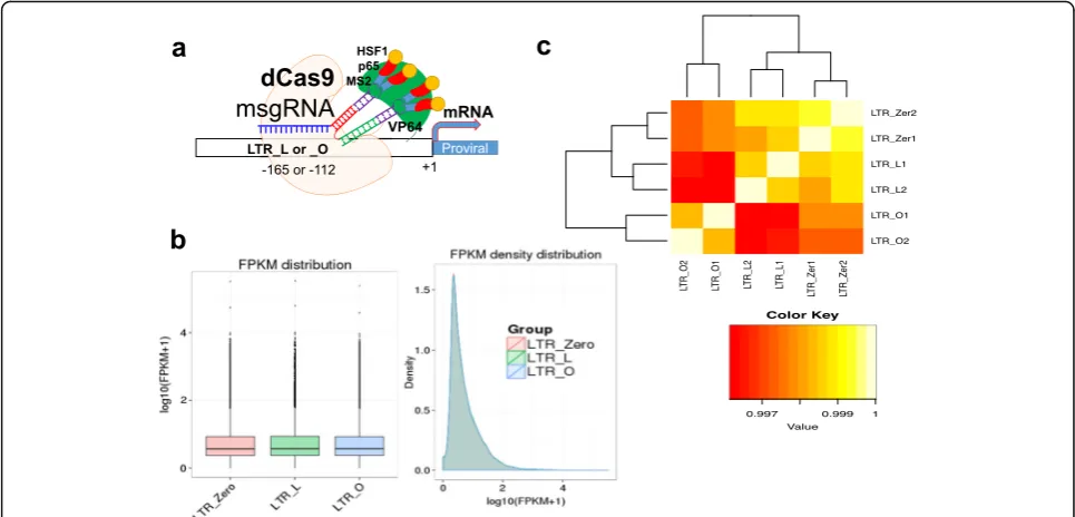 Fig. 1 No difference in the entire RNA transcripts among the three experimental conditions.the dCas9-SAM system with msgRNAs targeting LTR_L or LTR_O