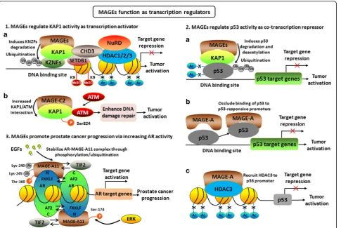 Fig. 2 MAGEs function as transcription regulators. (1). MAGEs regulate KAP1 activity as transcription activator