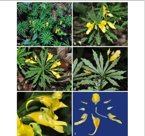 Fig. 2 Impatiens pandurata Y. H. Tan & S. X. Yu. a Habitat; b habit; c leaf adaxial surface; d leaf abaxial surface; e flower, lateral view; f flower, different parts in separation, front view