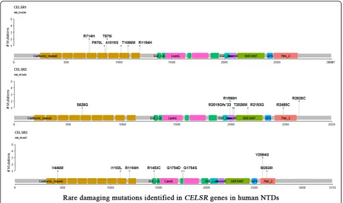 Table 1 Combined rare damaging variants among Wnt/PCP genes in human NTD samples