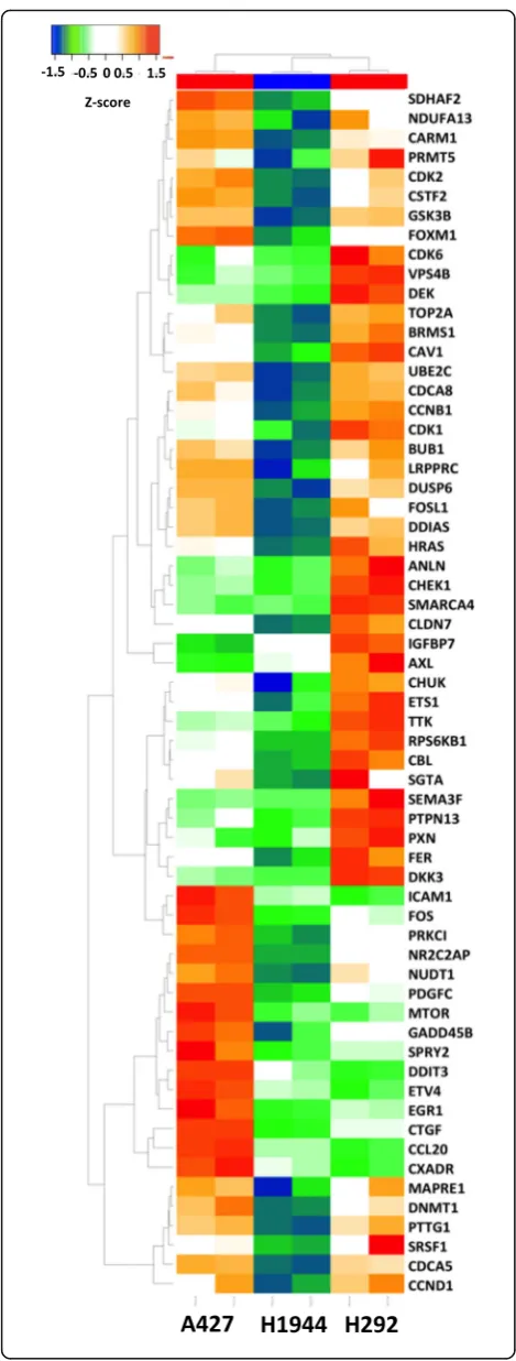Fig. 7 Heatmap of genes that belong to the category of “CausalLung Neoplasms” (HumanPSD®) that were up-regulated in Nutlin-3insensitive lung cancer cell lines (А427 and H292) in comparison tothe Nutlin-3 sensitive cell line H1944