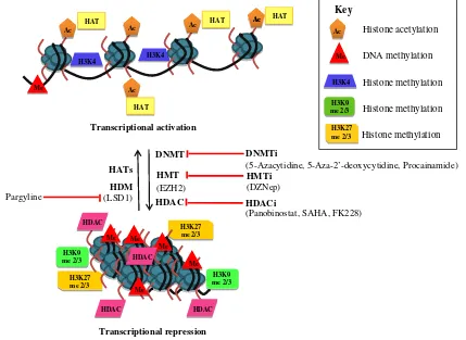 Fig. 1 A model depicting epigenetic modifications associated with different transcriptional states and some of the inhibitors that target epigeneticmodifiers and, therefore, influence transcriptional activity