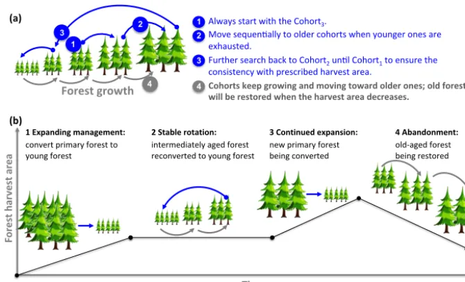 Figure 5. Rules of selection of forest cohorts in secondary wood harvest to account for the dynamics in harvest area over time