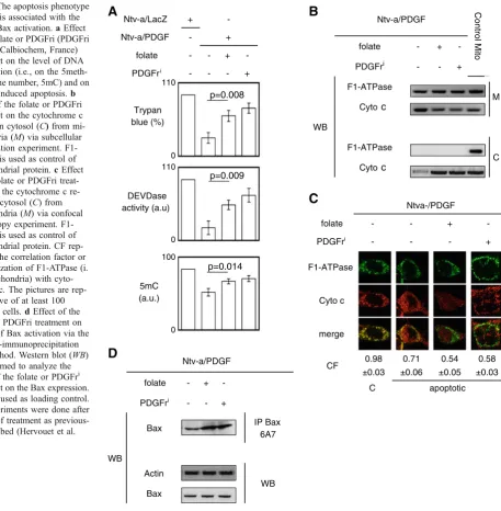 Fig. 2 The apoptosis phenotype