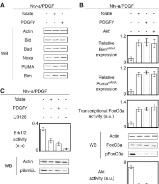 Fig. 3 The apoptosis phenotype2 activity was monitored bythe folate, PDGFri, or U0126treatment on the phosphoryla-tion levels of Bim