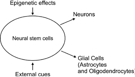 Fig. 1 Regulation of differentiation potential and fate specification ofneural stem cells by epigenetic effects and external cues