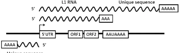 Fig. 2 LINE-1 can produce twotypes of unique RNA sequences.One type of unique sequence isthe result of LINE-1 RNA tran-scription proceeding beyond theLINE-1 sequence