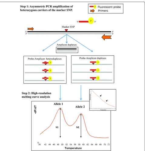 Figure 1 Principle of high-resolution melting curve analysis (HRM) for detection of allelic expression imbalance