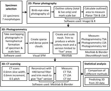 Figure 1The complete process used to measure TSA, LSA and volume in 2D and 3D for each speci-men, including the measurement techniques and software used.Full-sizeDOI: 10.7717/peerj.4280/fig-1