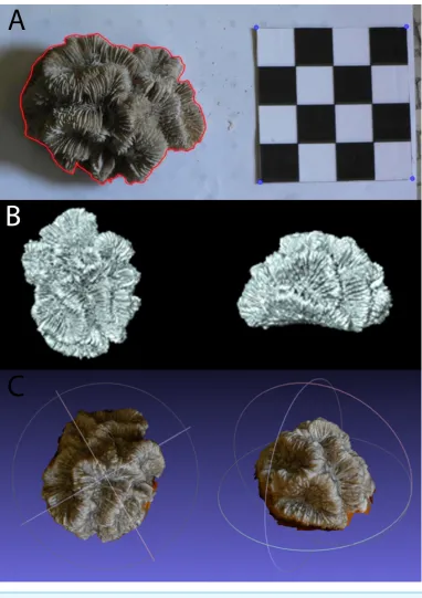 Figure 2Example of (A) planar photography of a coral colony having been outlined and scaled usingImageJ and R, (B) the surface generated using CT scanning, and (C) the equivalent surface generatedusing SfM photogrammetry.Full-sizeDOI: 10.7717/peerj.4280/fig-2