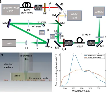 Fig. 1. (a) Schematic of the experimental setup. Lx - lenses, Mx - mirrors, IR - iris, DM -dichroic mirror, FM - ﬂip mirror, NF - notch ﬁlter, BS - 50:50 beamsplitter, PDx - photodiodes.(b) Schematic of the sample chamber, showing ﬂuorescent beads covered 