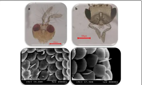 Fig. 3 The antennae of male and female of TNV: a, b SEM of male and female. fl flagellum, pe pedicel, sc scape