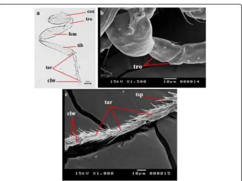 Fig. 5 Trichogramma strain TNV wings by light micrograph: aforewing (sv stigmal vein, mv marginal vein, smv submarginal vein,sh small hairs and lh longer hairs) and b hindwing (ls long setae)