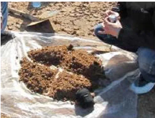 Figure 2. Mixing of the samples from the 4 corners to represent one soil sample. 