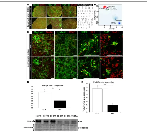 FIGURE 1 | Characterization of iPSC line and neuronal cultures representative of a healthy control and SMA Type 1 patient iPSC line
