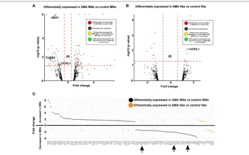 FIGURE 2 | SMN depletion has contrasting downstream effects on the proteome of motor neurons compared to genetically matched ﬁbroblasts