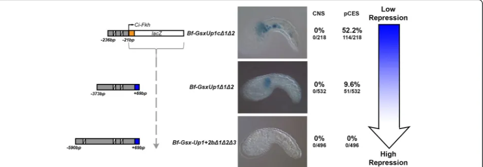 Fig. 6 Mutation of all TCF/Lef sites abolishes CNS expression and reveals a latent repressive function that increases with regulatory element length.Images of mid tailbud Ciona embryos represent the maximal example of pCES ‘background’ LacZ expression for 