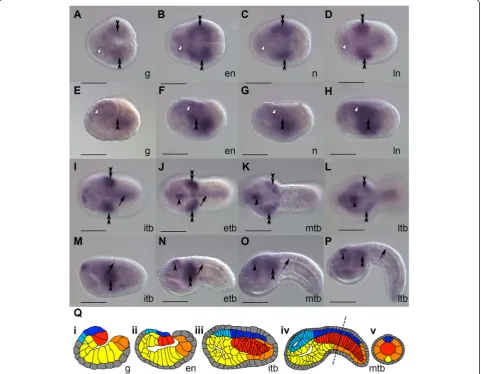 Fig. 3 Expression of(( Ciona intestinalis TCF/Lef. In situ hybridization of Ci-TCF/Lef mRNA