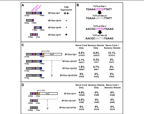 Fig. 4 Mutation of TCF/Lef sites within the Bf-Gsx-Up1 and Bf-Gsx-Up1c constructs. a Relative positions of TCF/Lef sites within the Bf-Gsx-Up1,Bf-Gsx-Up1a, Bf-Gsx-Up1b and Bf-Gsx-Up1c regulatory regions