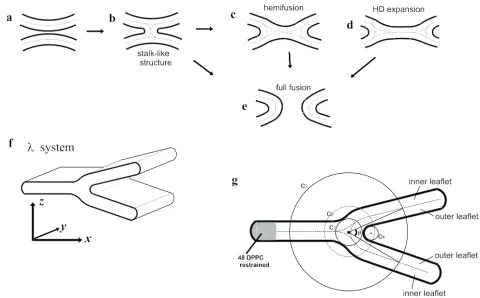 Figure 1. The stalk-hemifusion model (a-e) and the -system (f,g). In the stalk-hemifusion model [24], two apposed bilayers (a) 