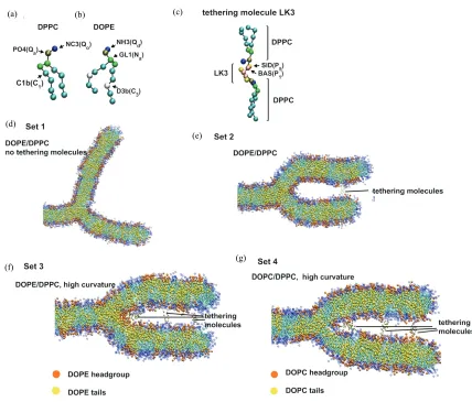 Figure 2 DPPC/DOPE membrane simulated with the tethering molecules restrained at 12nm from the center of the circle C1 defined in the simulations