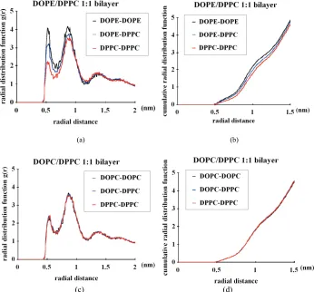 Figure 3. Radial distribution function (rdf) analyses of the CG lipids used in this study