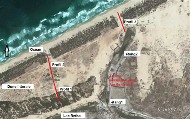 Figure 3. Location of ETR profiles on the coastal dune (Source: Google Earth). 