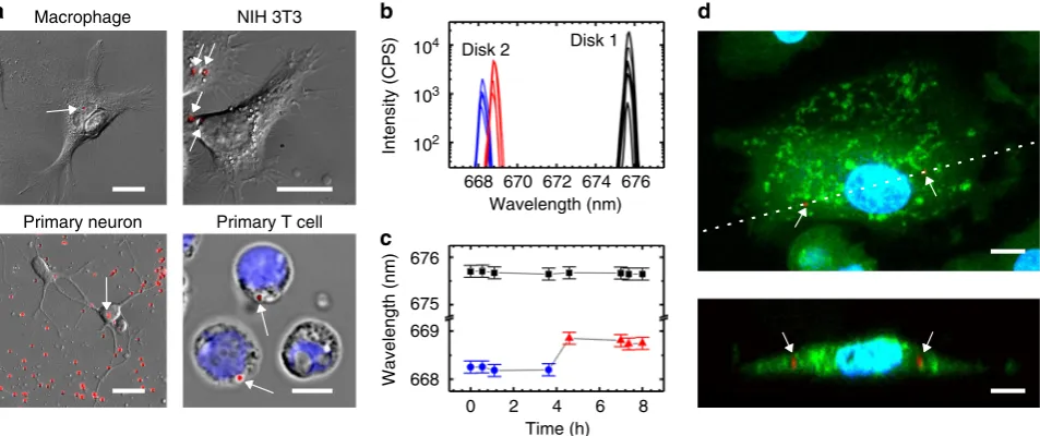 Fig. 3 Cellular uptake and lasing from semiconductor nanodisks. a Differential interference contrast (DIC) microscopy of primary human macrophage, NIH3T3s, primary mouse neurons and primary human T cells with internalized nanodisks (overlaid red ﬂuorescenc